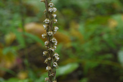 Peristylus plantagineus